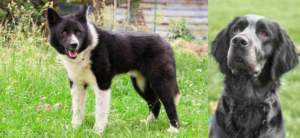 Picardy Spaniel vs Karelian Bear Dog - Breed Comparison