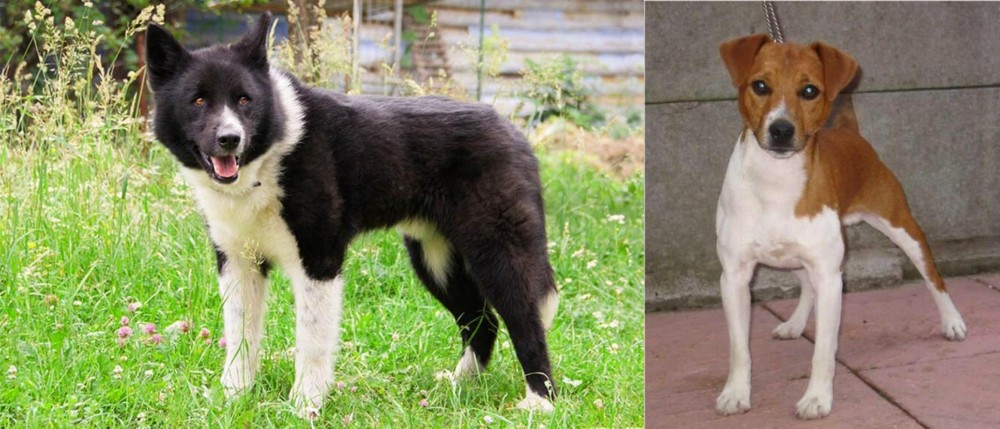 Plummer Terrier vs Karelian Bear Dog - Breed Comparison