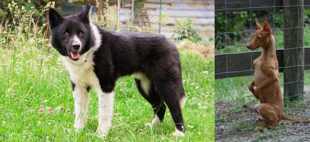 Podenco Andaluz vs Karelian Bear Dog - Breed Comparison