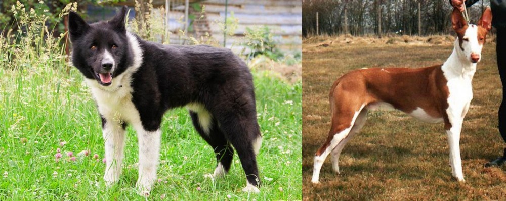 Podenco Canario vs Karelian Bear Dog - Breed Comparison