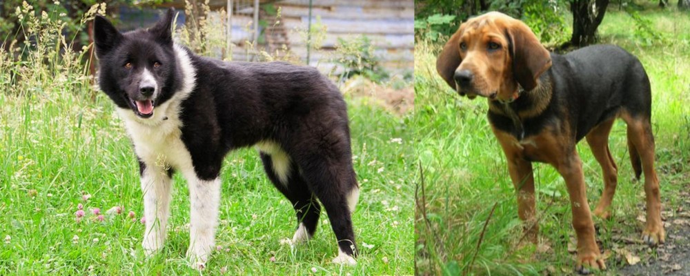 Polish Hound vs Karelian Bear Dog - Breed Comparison