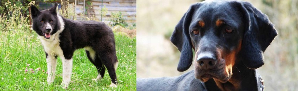Polish Hunting Dog vs Karelian Bear Dog - Breed Comparison