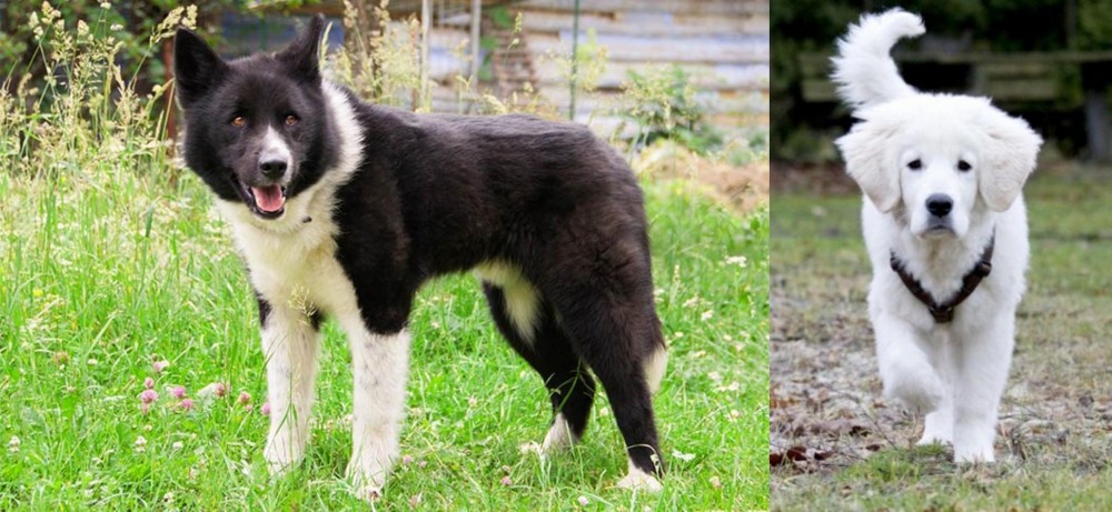 Polish Tatra Sheepdog vs Karelian Bear Dog - Breed Comparison