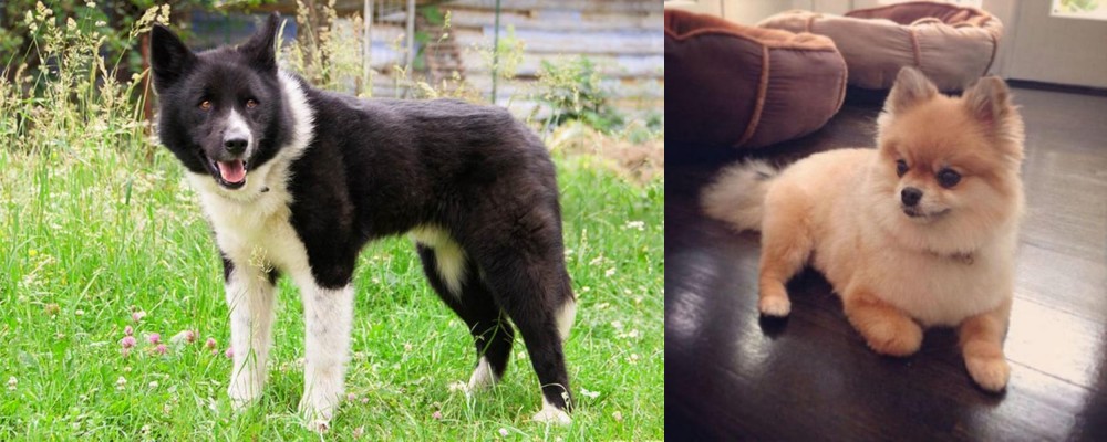 Pomeranian vs Karelian Bear Dog - Breed Comparison