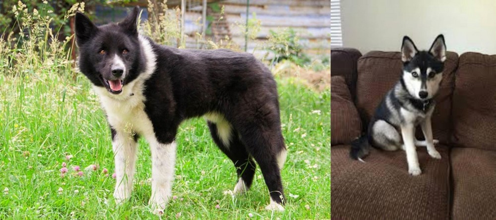 Pomsky vs Karelian Bear Dog - Breed Comparison
