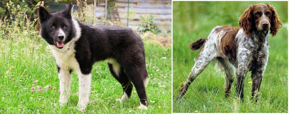 Pont-Audemer Spaniel vs Karelian Bear Dog - Breed Comparison