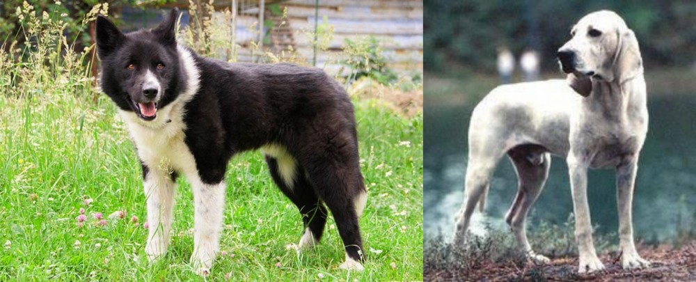 Porcelaine vs Karelian Bear Dog - Breed Comparison