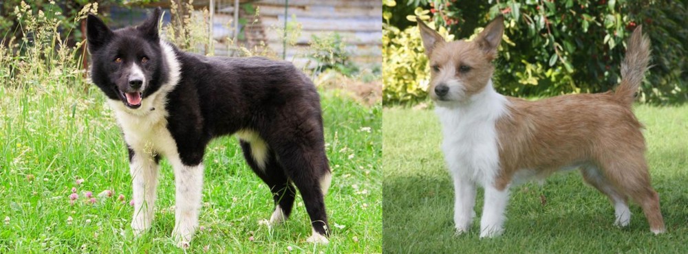 Portuguese Podengo vs Karelian Bear Dog - Breed Comparison