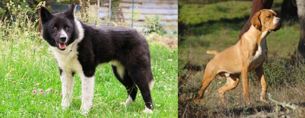Portuguese Pointer vs Karelian Bear Dog - Breed Comparison