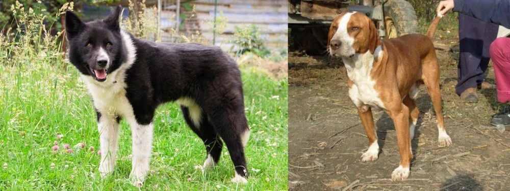 Posavac Hound vs Karelian Bear Dog - Breed Comparison