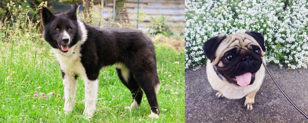 Pug vs Karelian Bear Dog - Breed Comparison
