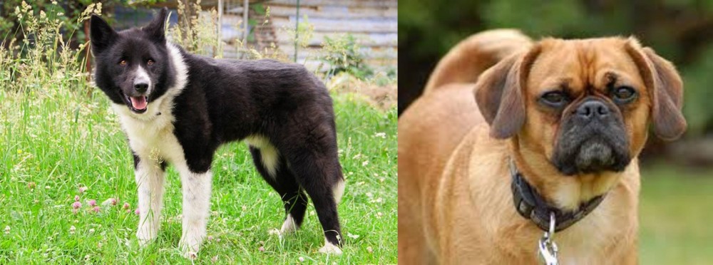 Pugalier vs Karelian Bear Dog - Breed Comparison