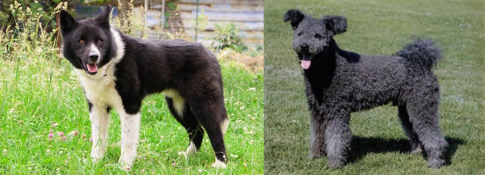 Pumi vs Karelian Bear Dog - Breed Comparison