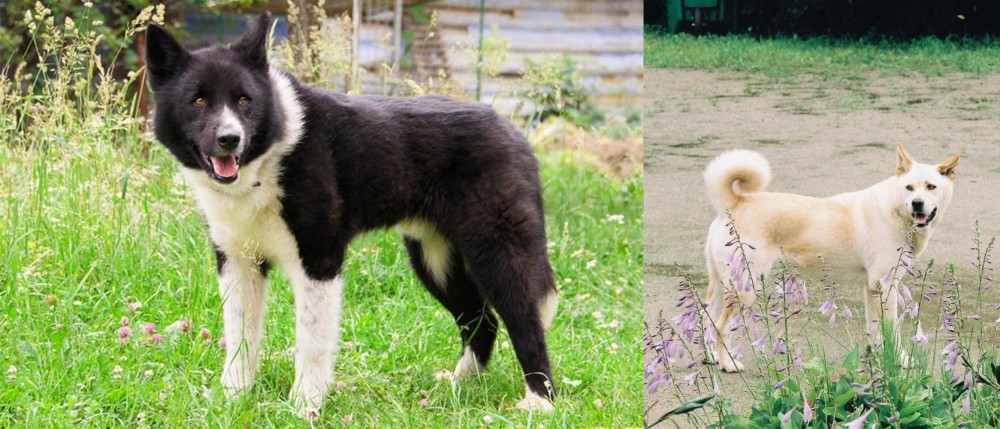 Pungsan Dog vs Karelian Bear Dog - Breed Comparison
