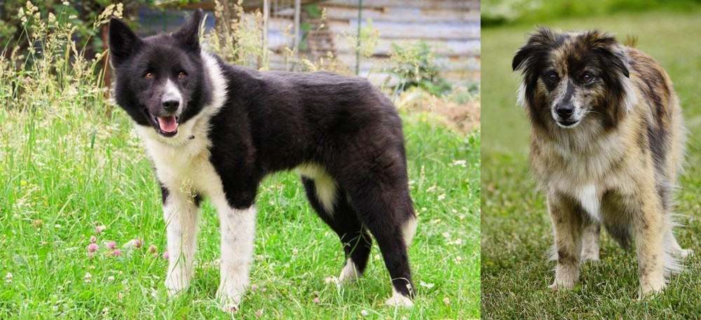 Pyrenean Shepherd vs Karelian Bear Dog - Breed Comparison