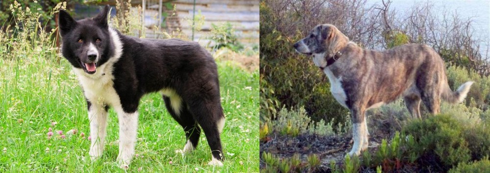 Rafeiro do Alentejo vs Karelian Bear Dog - Breed Comparison