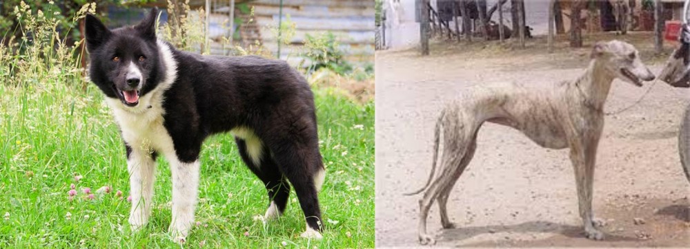 Rampur Greyhound vs Karelian Bear Dog - Breed Comparison