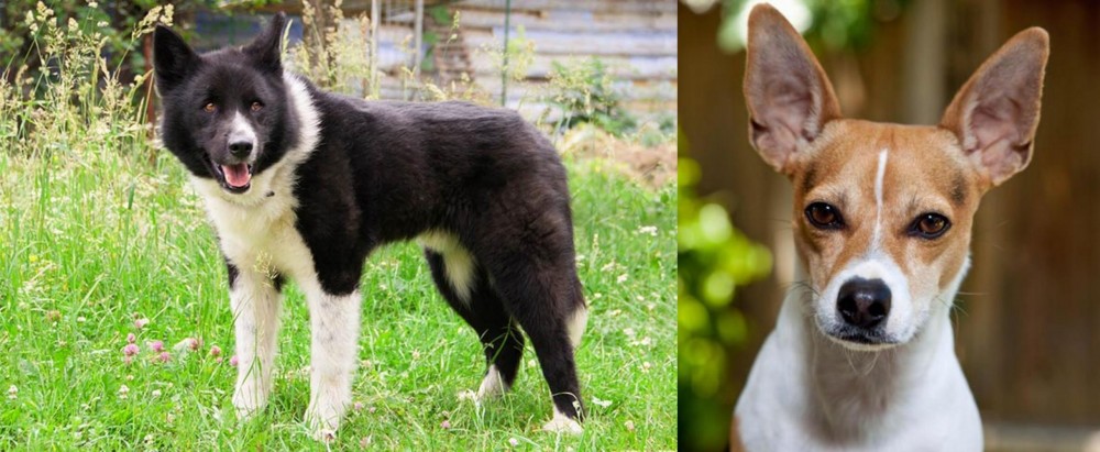 Rat Terrier vs Karelian Bear Dog - Breed Comparison