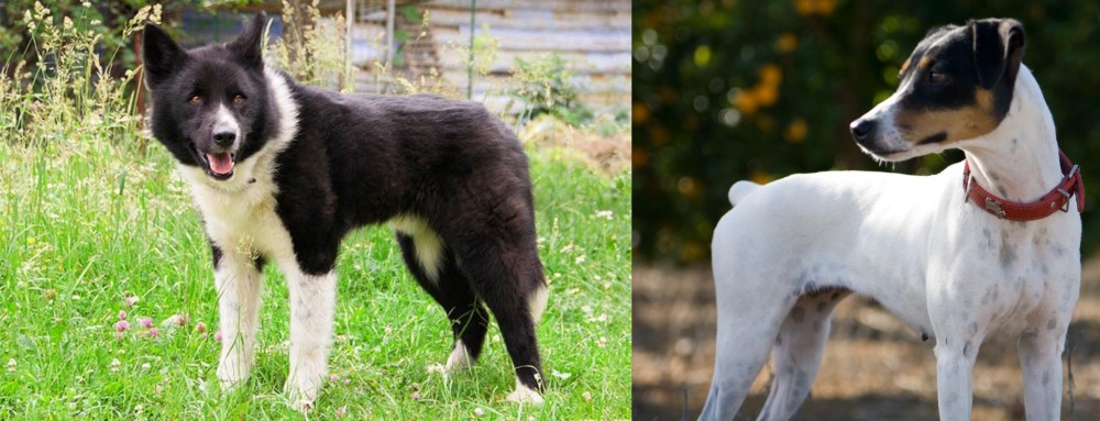 Ratonero Bodeguero Andaluz vs Karelian Bear Dog - Breed Comparison