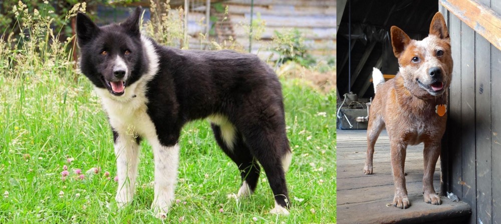 Red Heeler vs Karelian Bear Dog - Breed Comparison