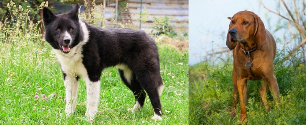 Redbone Coonhound vs Karelian Bear Dog - Breed Comparison