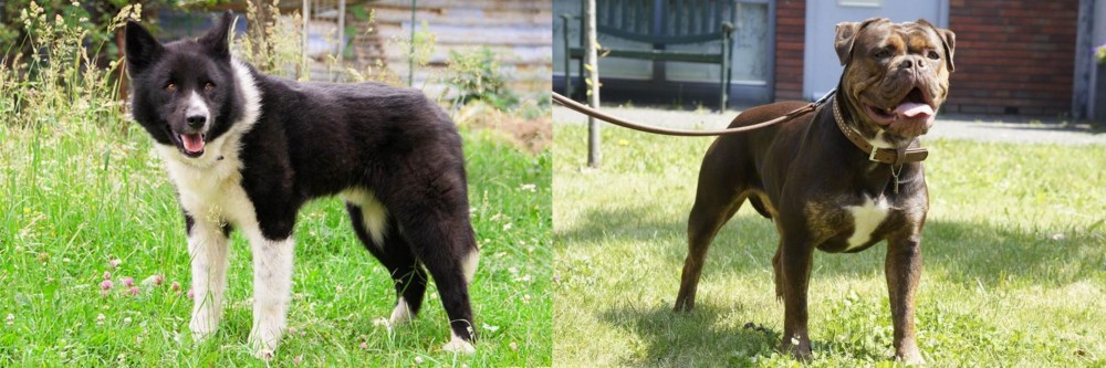 Renascence Bulldogge vs Karelian Bear Dog - Breed Comparison