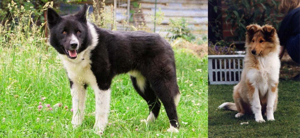 Rough Collie vs Karelian Bear Dog - Breed Comparison