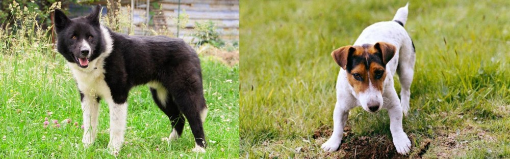 Russell Terrier vs Karelian Bear Dog - Breed Comparison