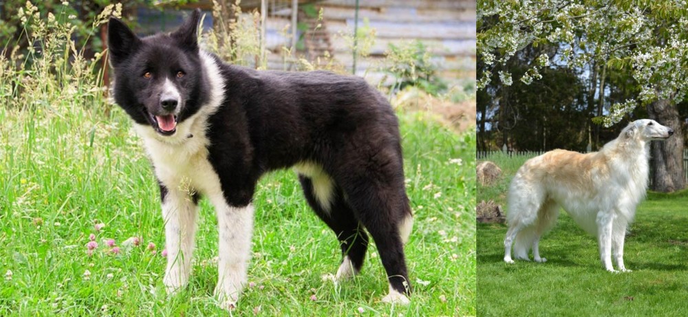 Russian Hound vs Karelian Bear Dog - Breed Comparison