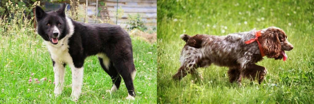 Russian Spaniel vs Karelian Bear Dog - Breed Comparison
