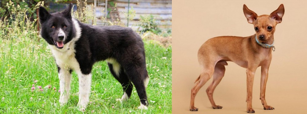 Russian Toy Terrier vs Karelian Bear Dog - Breed Comparison