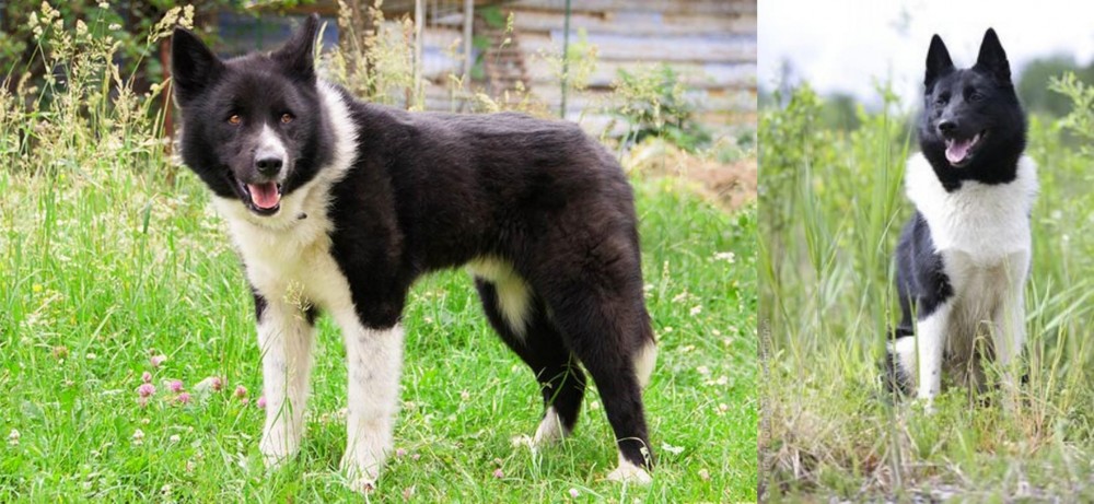 Russo-European Laika vs Karelian Bear Dog - Breed Comparison