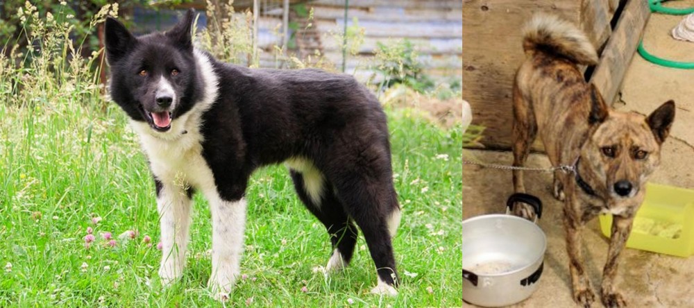 Ryukyu Inu vs Karelian Bear Dog - Breed Comparison