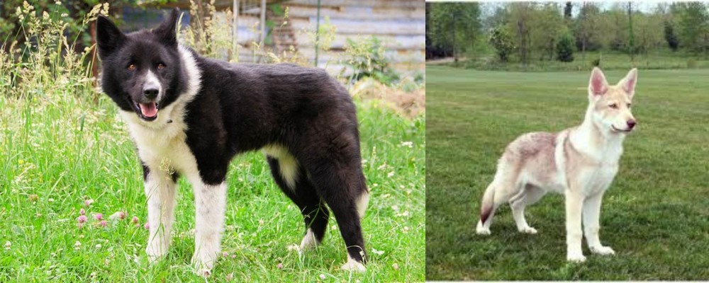 Saarlooswolfhond vs Karelian Bear Dog - Breed Comparison