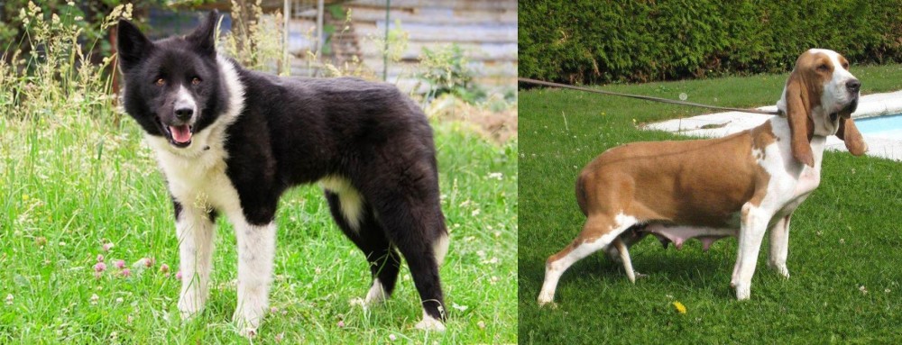 Sabueso Espanol vs Karelian Bear Dog - Breed Comparison