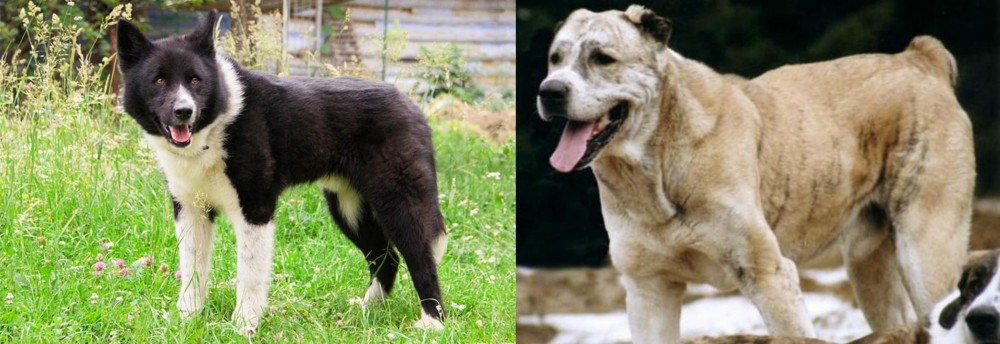 Sage Koochee vs Karelian Bear Dog - Breed Comparison