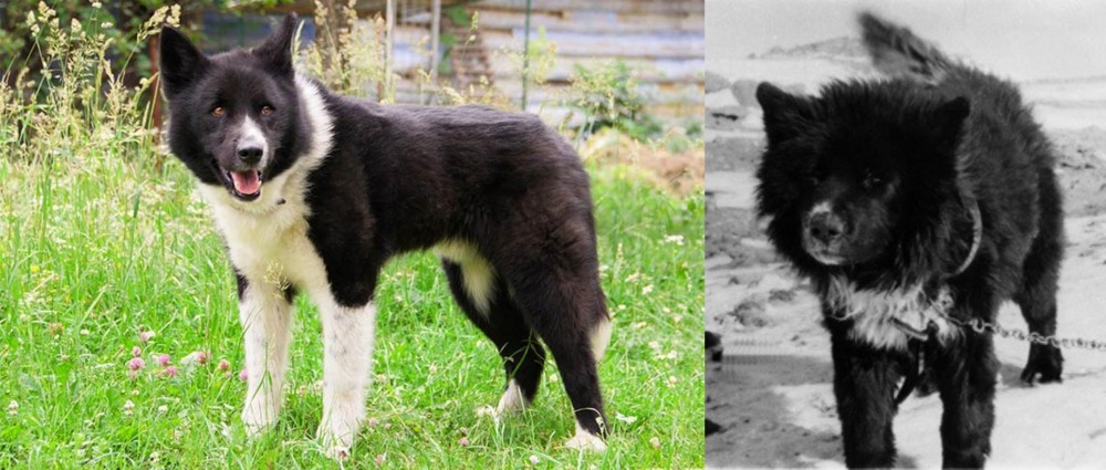 Sakhalin Husky vs Karelian Bear Dog - Breed Comparison
