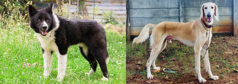 Saluki vs Karelian Bear Dog - Breed Comparison