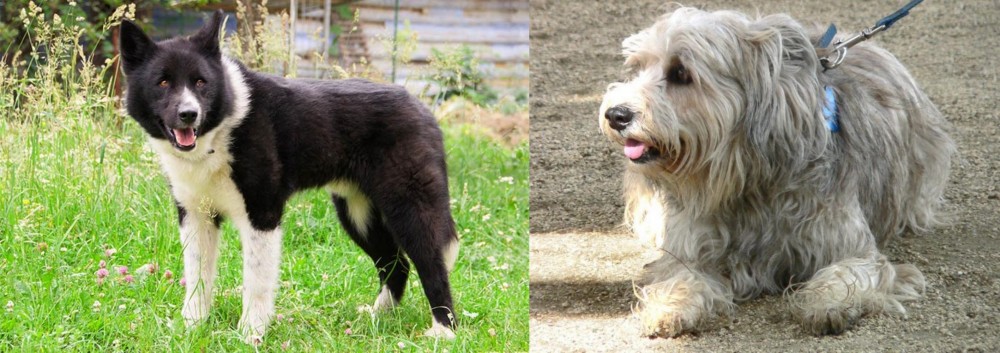 Sapsali vs Karelian Bear Dog - Breed Comparison