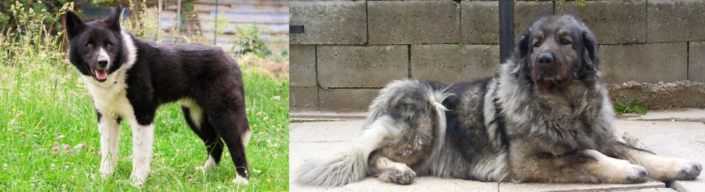 Sarplaninac vs Karelian Bear Dog - Breed Comparison