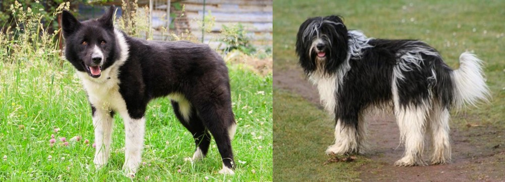 Schapendoes vs Karelian Bear Dog - Breed Comparison