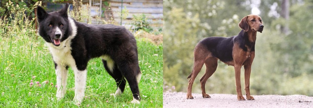 Schillerstovare vs Karelian Bear Dog - Breed Comparison
