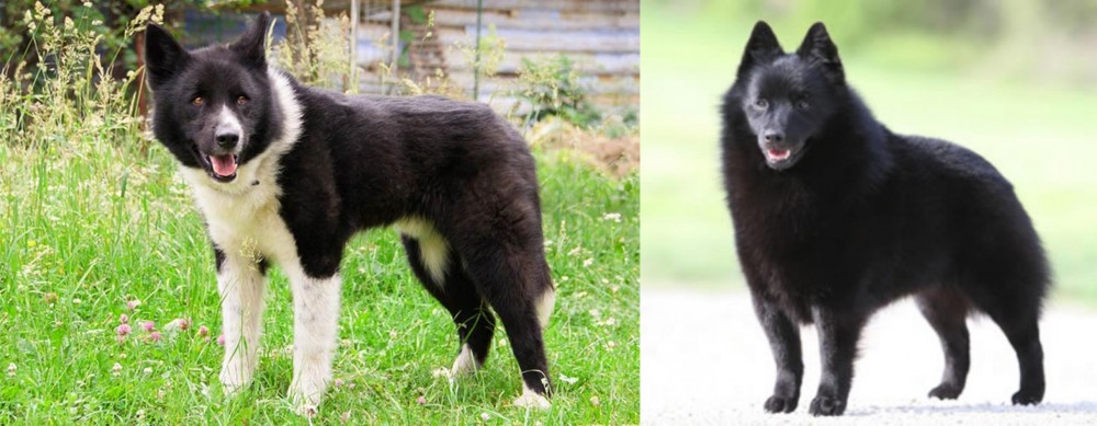 Schipperke vs Karelian Bear Dog - Breed Comparison