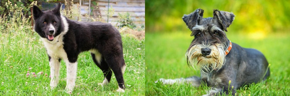 Schnauzer vs Karelian Bear Dog - Breed Comparison