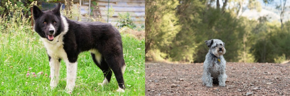 Schnoodle vs Karelian Bear Dog - Breed Comparison