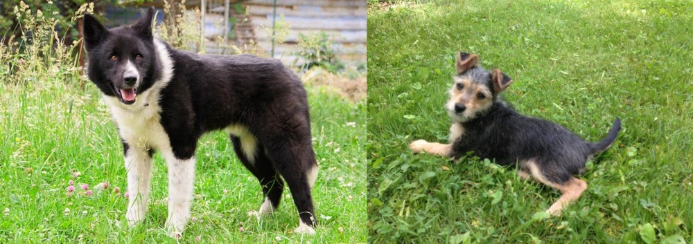 Schnorkie vs Karelian Bear Dog - Breed Comparison