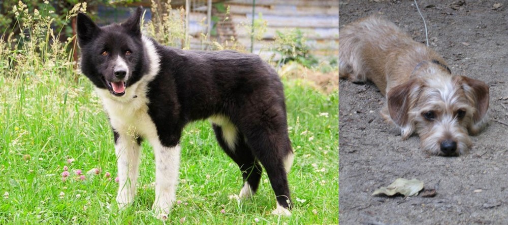Schweenie vs Karelian Bear Dog - Breed Comparison