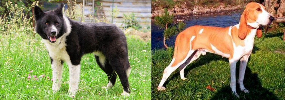 Schweizer Laufhund vs Karelian Bear Dog - Breed Comparison