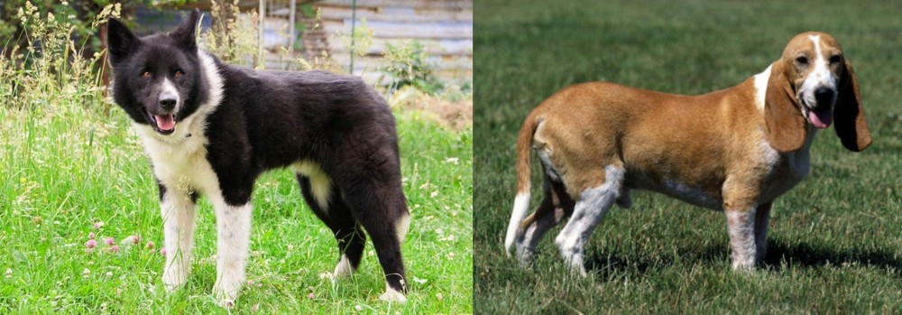Schweizer Niederlaufhund vs Karelian Bear Dog - Breed Comparison