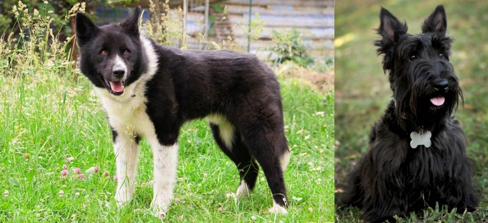 Scoland Terrier vs Karelian Bear Dog - Breed Comparison